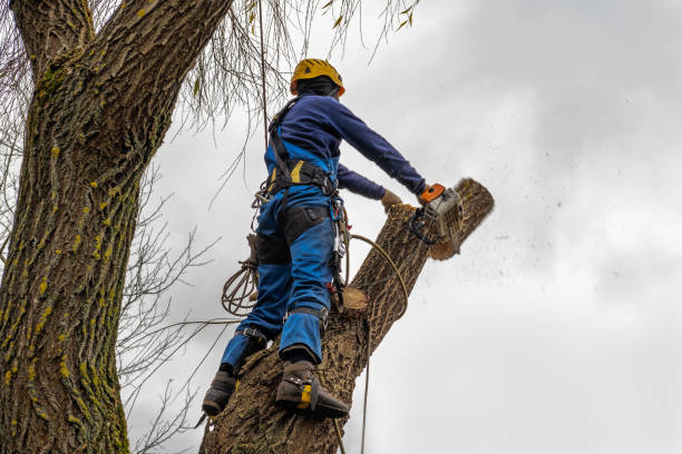 Palm Tree Trimming in Canadian Lakes, MI